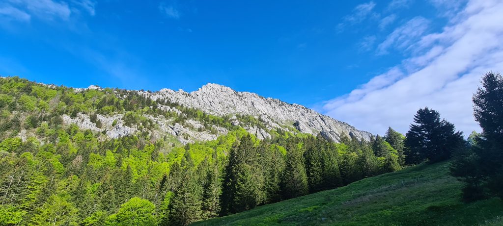 Vue sur une forêt dense d'épicéas située en Haute-Savoie, sous un ciel bleu éclatant. La montagne rocheuse en arrière-plan contraste avec le vert vibrant des arbres, offrant un paysage naturel typique de la région. Un cadre idéal pour la construction en bois local et durable.